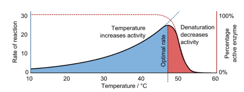 gráfico enzima temperatura.jpg